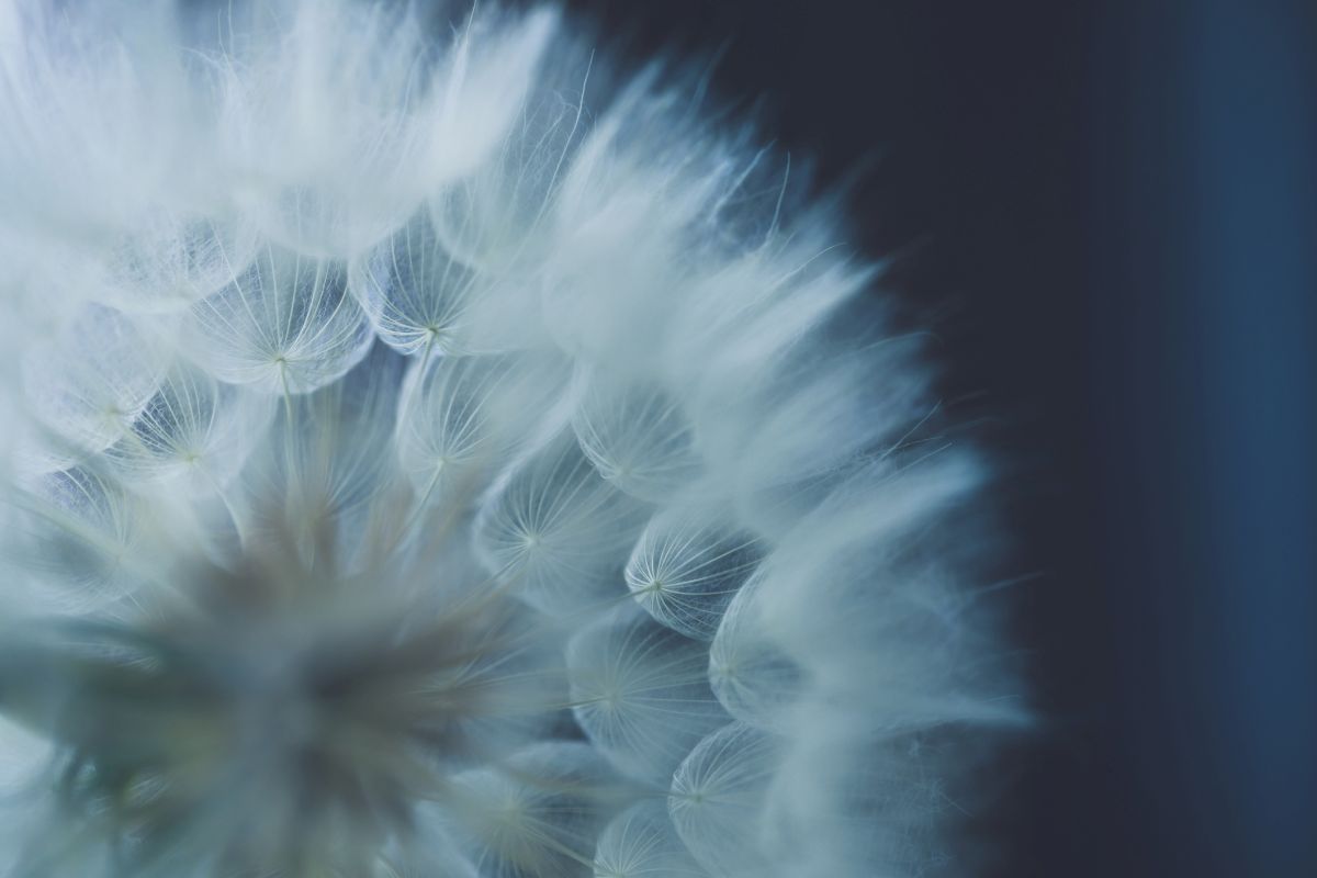 Delicate dandelion seeds in soft natural garden light