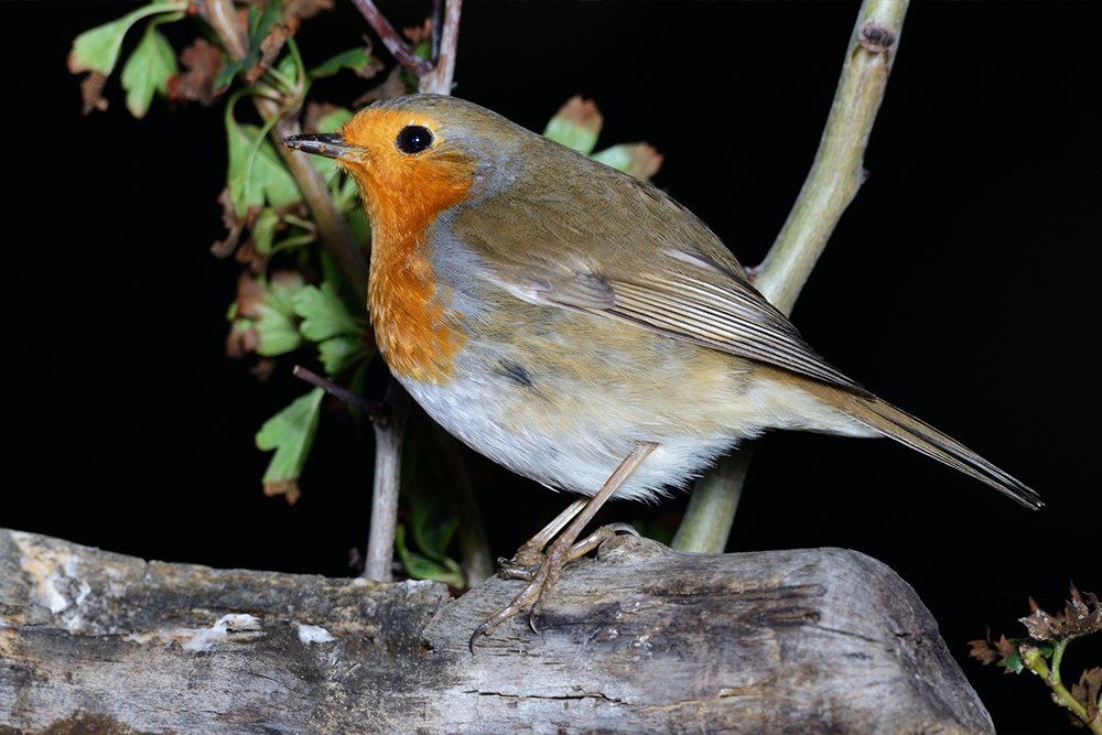 Robin watching darkness gather beyond the farmhouse garden