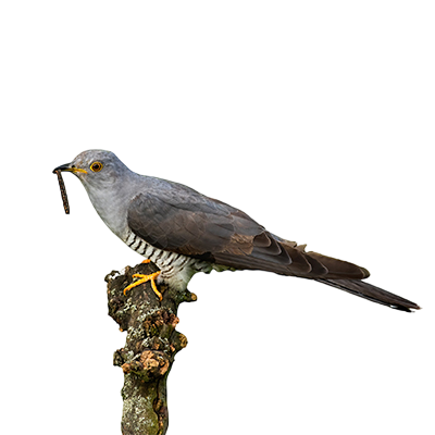 Cuckoo from Song of the Overcomer