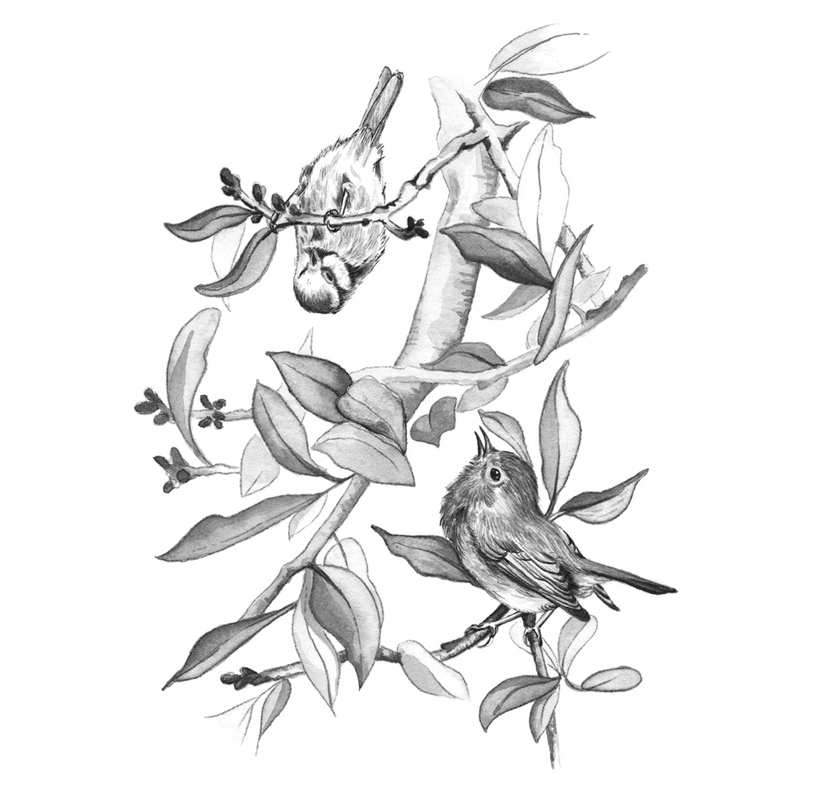 Two birds perched among leafy branches in a black-and-white illustration from The Song of the Overcomer.