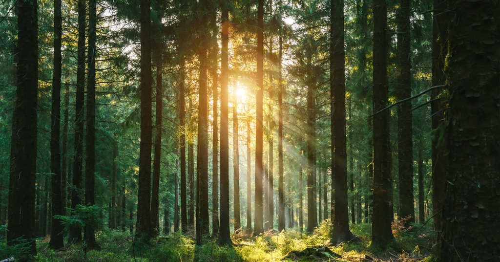 Sunlight breaking through a misty woodland