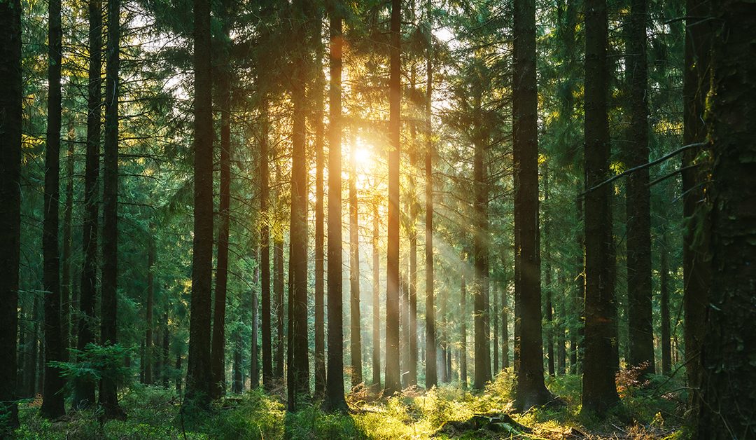 The Role of Discernment in Modern Christianity