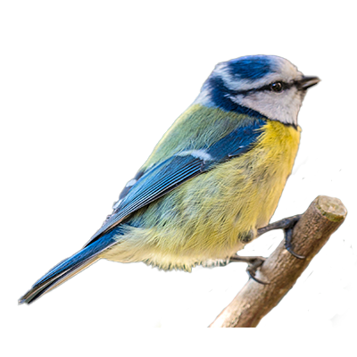 Blue tit from Song of the Overcomer