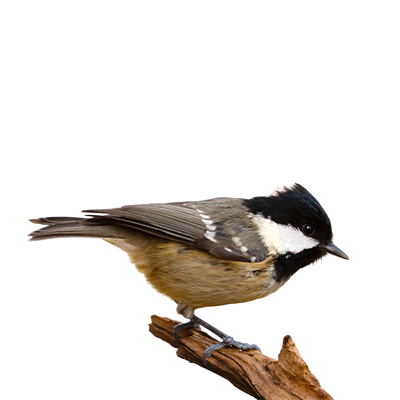 Coal tit from Song of the Overcomer