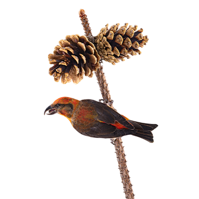 Crossbill from Song of the Overcomer