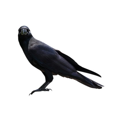 Crow from Song of the Overcomer