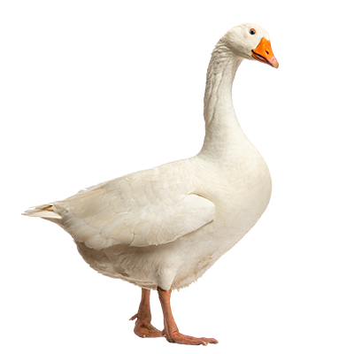 Goose from Song of the Overcomer