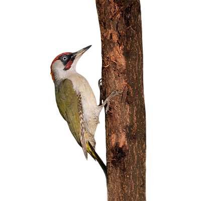 Green woodpecker from Song of the Overcomer