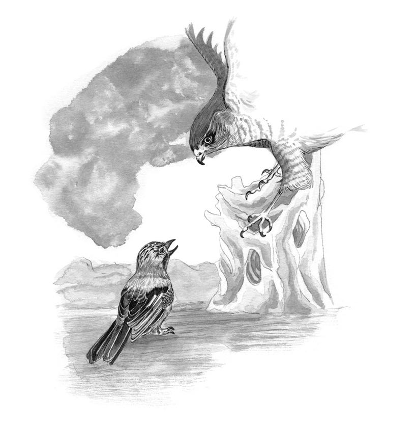 Jay facing Sparrowhawk beside a tree stump in The Song of the Overcomer
