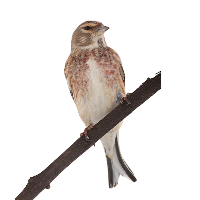 Linnet from Song of the Overcomer