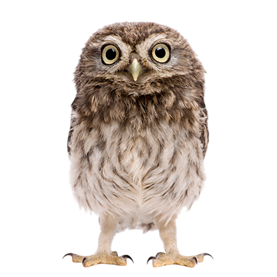 little-owl-song-of-the-overcomer