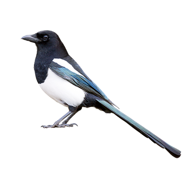 Magpie from Song of the Overcomer