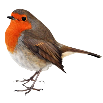 European robin representing Robin in Song of the Overcomer
