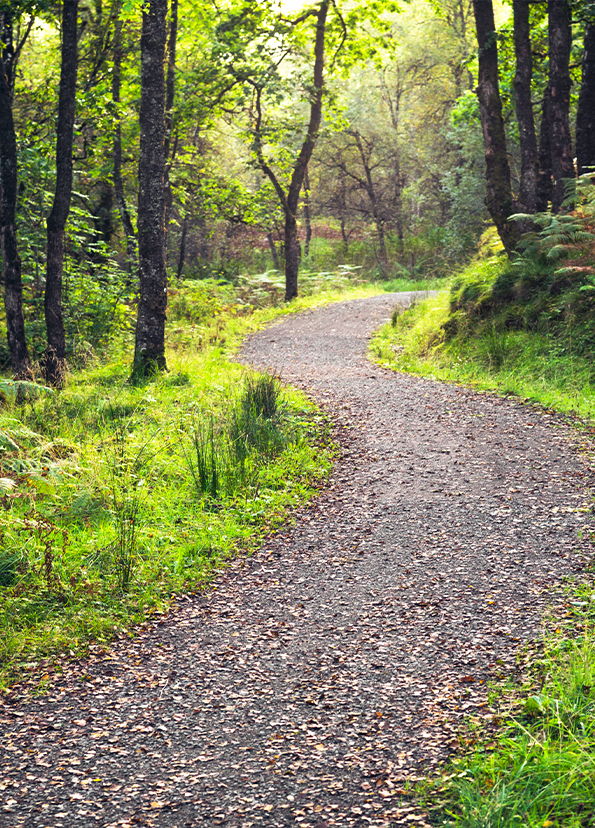 Winding path through a natural landscape in warm light