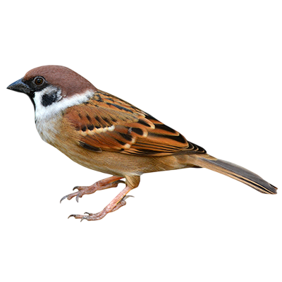 Sparrow from Song of the Overcomer