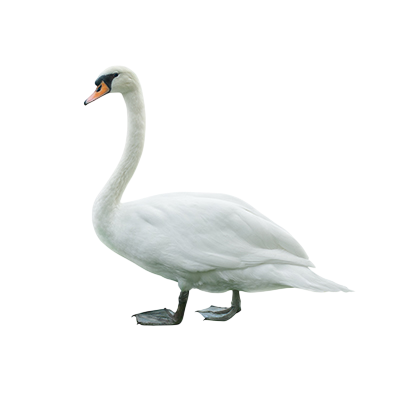 Swan from Song of the Overcomer