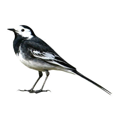 Wagtail from Song of the Overcomer