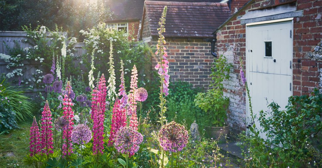 Morning light filtering through trees in a British garden