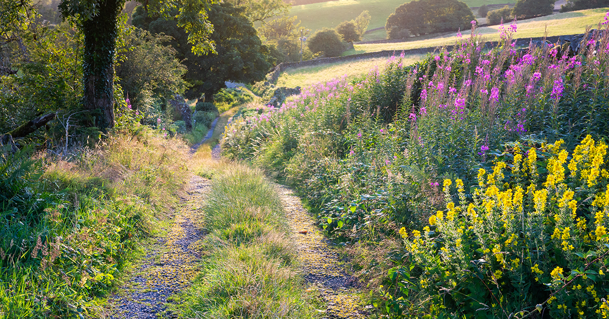 what-makes-an-overcomer-christian-faith Sunlight breaking through trees along a countryside path