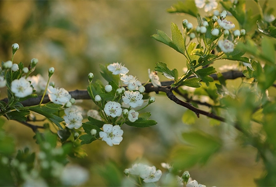 Nature Image.